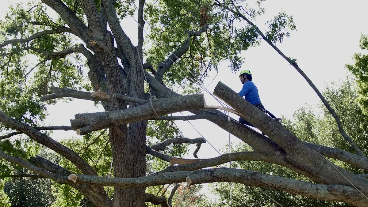 Professional Crown Thinning performed by certified arborists in Kosse